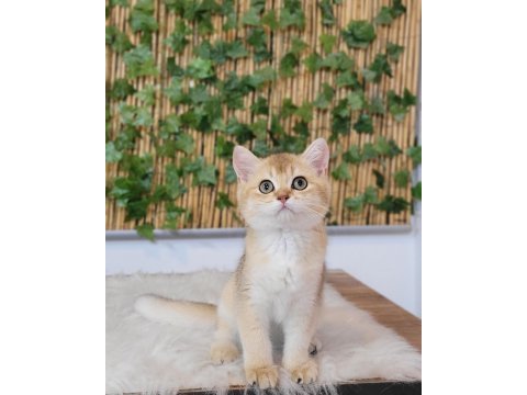 2 erkek 1 dişi british shorthair golden yavrular ust kalite