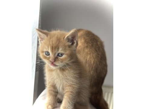 British shorthair