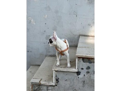Köpeğim gayet iyidir ve çok sevimli