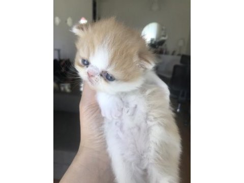 Sevimli exotic shorthair yavru