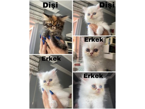 5 minik british longhair kedilerim
