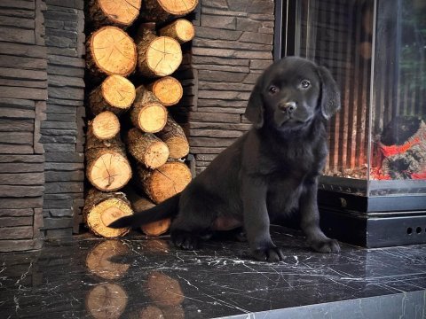 Simsiyah tüyleri iri patileriyle gerçek labrador
