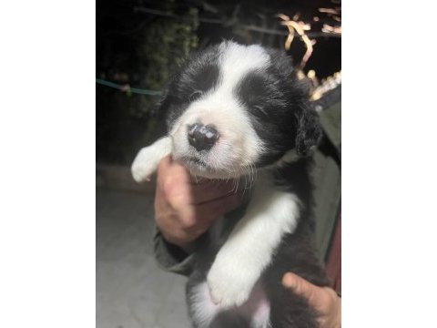 6 aralık doğumlu border collie yavrular rezerveye açıktır