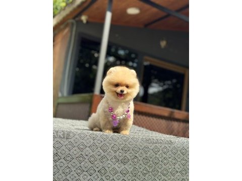 Sağlık ve ırk garantili pomeranian