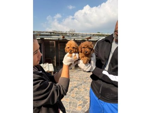 Toy poodle yavrularımız 