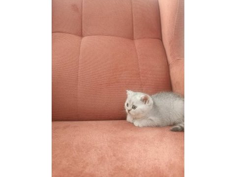 British shorthair ns11 silver point