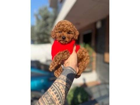 Toy poodle yavrularımız