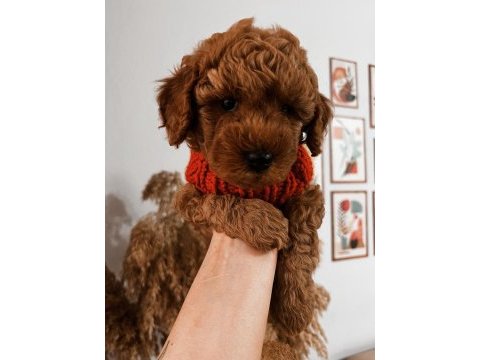 Ailesine gitmeyi bekleyen bir poodle bebek