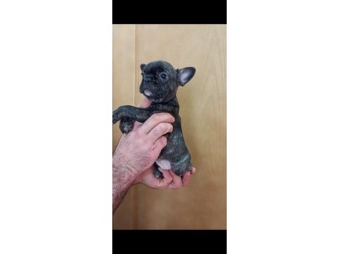 Fransiz bulldog yavrular izmir