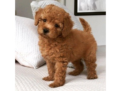 Evin büyük neşesi toy poodle bebekler