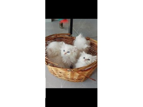British longhair silver