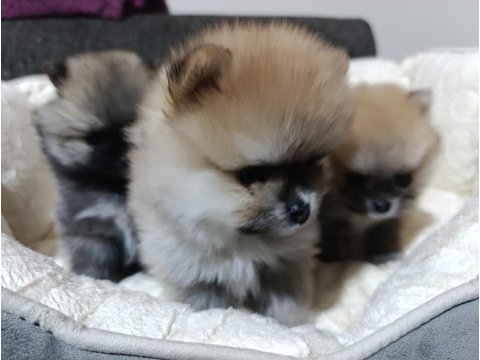 Rezerveye açık 45 günlük pomeranian yavrular