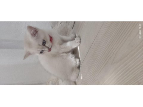 British shorthair orjinal