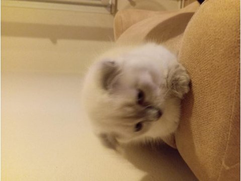 Scottish fold blue point 3 aylık erkek