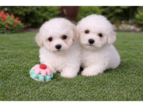 Beyaz bulut bichon frise yavrular