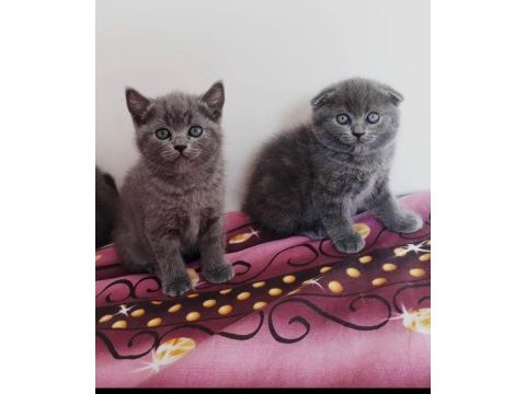 Scottish fold erkek dişi