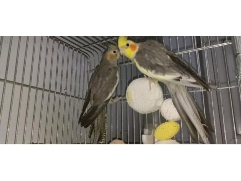Bir çift ve anaç sultan papağani