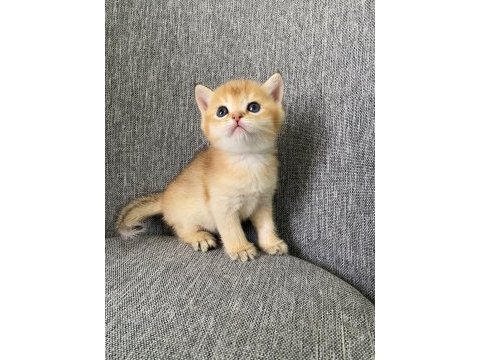 Portakal renginde safkan british shorthair yavrular