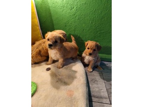 Maltipoo miniklerim
