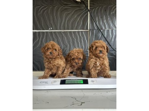 Mini poodle yavrular