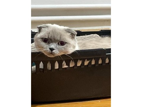 Blue point scottish fold