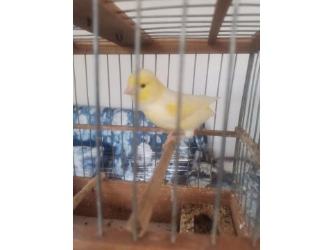 Hazir bangir bangir öter durumda mozaik kanarya