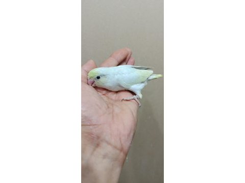 Gökkuşağı dişi turkuaz forpus cep papağanı
