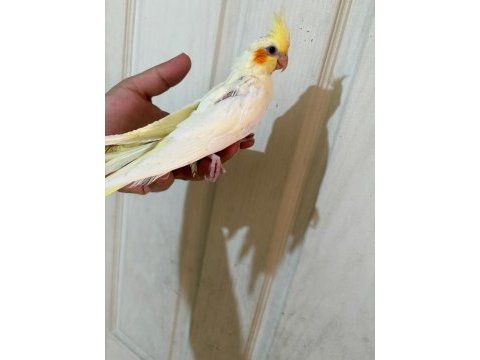 54 günlük ful evcil lutino sultan papağanı bebek