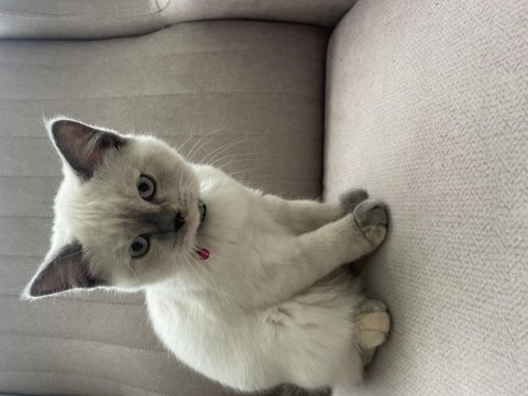 3 aylık dişi blue point british shorthair aşıları yapıldı
