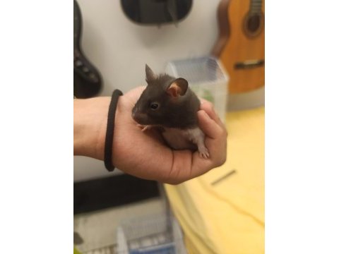 Yetişkin uysal hamster