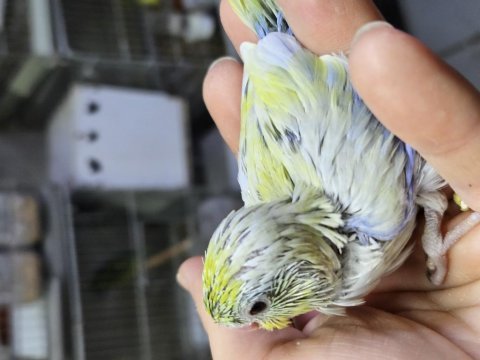Yeni yeme düşecek forpus bebekler