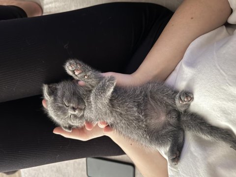 Oyuncul british shorthair arkadaşlar