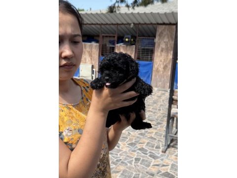 Siyah toypoodle zeytin gözlü şirin yavrular 