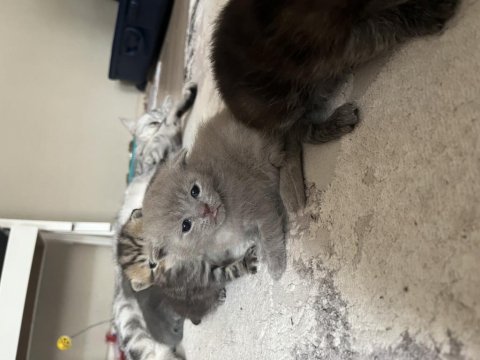 Açık kahverengi british shorthair yavrumuz