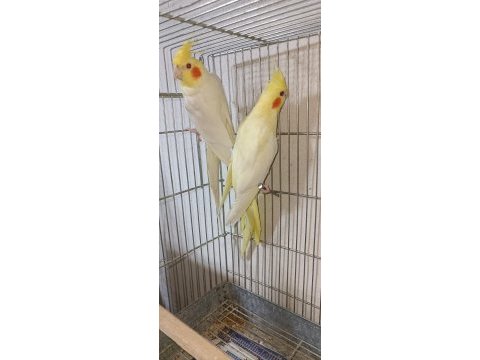 Lutino takım sultan papağanı