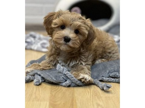 Maltipoo korekan bebekler