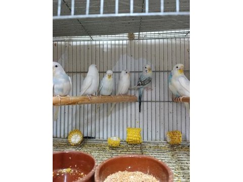 Yavru muhabbet kuşlar