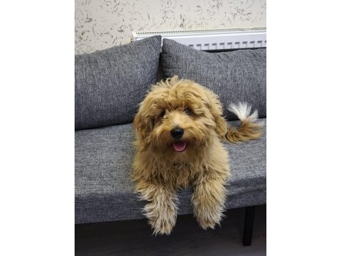 5 aylık erkek maltipoo köpeğimiz