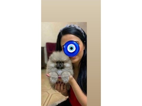 Pomeranian boo üst kalite yavrularım