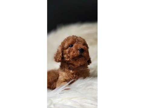 Veteriner teknikerinden toy poodle dişi erkek