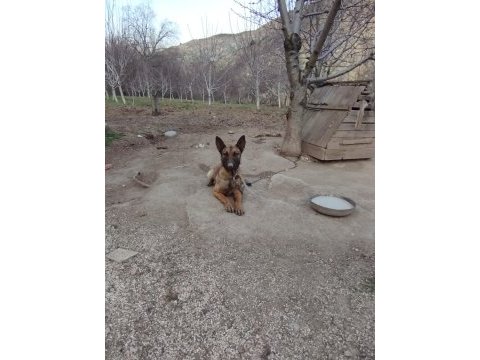 Belçika kurdu (malinois)