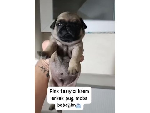 Egzotik pink taşıyıcı pug yavrular garantilidir