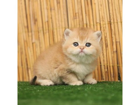 Anne baba şecereli golden british shorthair