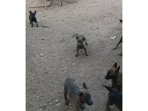 Belçika malinois