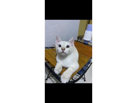 Acil pamuk gibi bir bebek british shorthair