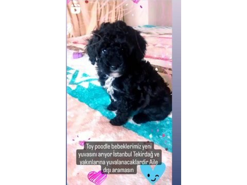 Evde bakılabilecek tek ırk toy poodledir