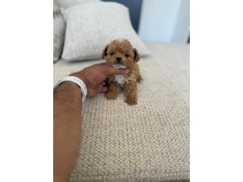 Çok sağlıklı malıtpoo bebekler 