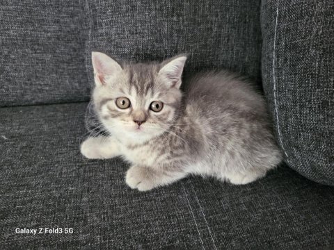 Whiskas british shorthair sağlıklı ve güçlü