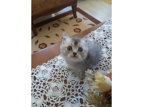 Birbirinden yakışıklı british shorthair kuzucuklarıma yuva