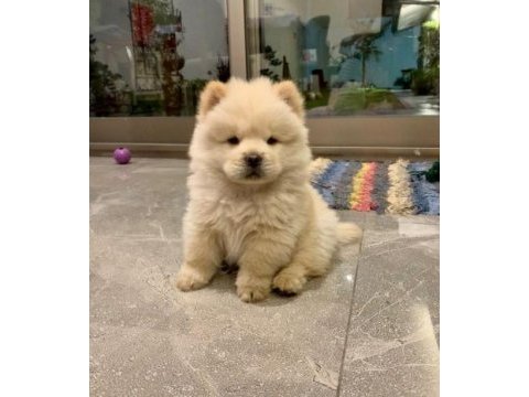 Irk ve sağlık garantili chow chow